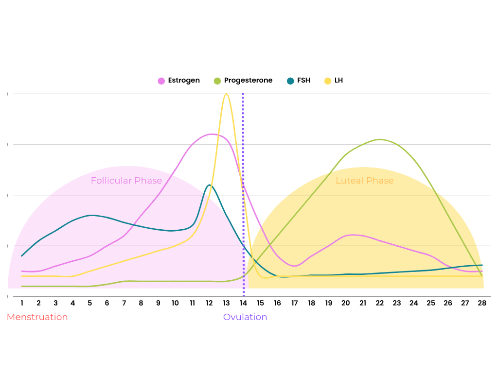 Understanding your period through a graph of the hormonal fluctuations experienced during the menstrual cycle.